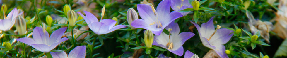 blueten